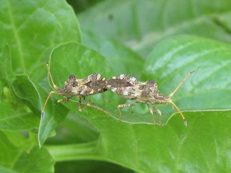 Coreidae: Centrocoris variegatus della Sardegna